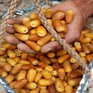 خرما المهتری